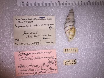 Media type: image; Malacology 133209 Description: 133209_Drymaeus_subinterruptus image;